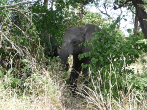 Elephants, OTA - Overland Travel Adventures www.ota-responsibletravel.com